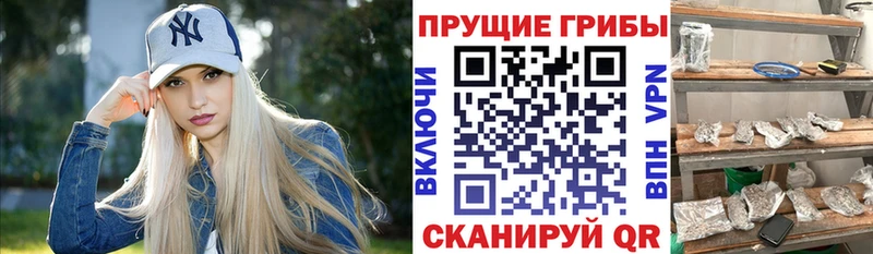 ОМГ ОМГ онион  Новоалександровск  Галлюциногенные грибы мицелий 